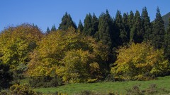 Landscapes nature Trees