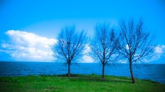 Landscapes nature Trees