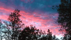 Landscapes nature Trees