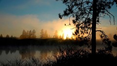 Landscapes nature Trees