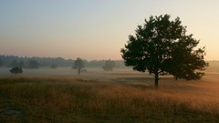 Landscapes nature Trees