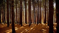 Landscapes nature Trees