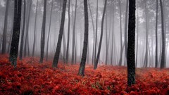 Landscapes nature Trees