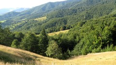 Landscapes nature Trees