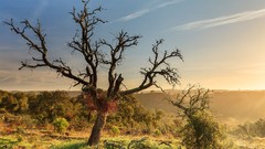 Landscapes nature Trees