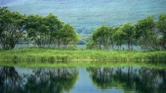 Landscapes nature Trees