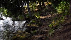 Landscapes nature Trees