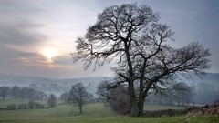 Landscapes nature Trees