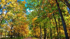 Landscapes nature Trees