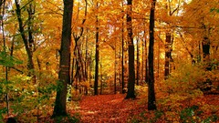 Landscapes nature Trees