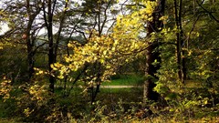 Landscapes nature Trees