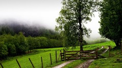 Landscapes nature Trees