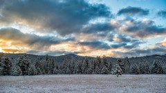 Landscapes nature Trees