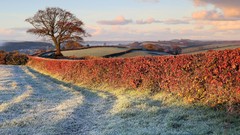 Landscapes nature Trees
