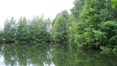 Landscapes nature Trees