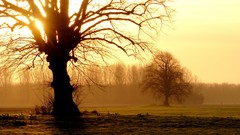 Landscapes nature Trees