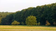 Landscapes nature Trees