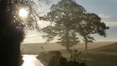 Landscapes nature Trees