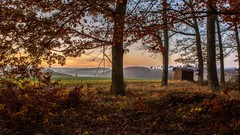 Landscapes nature Trees