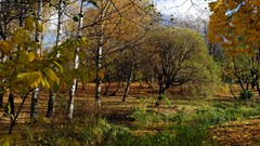 Landscapes nature Trees