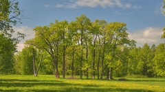 Landscapes nature Trees