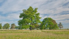 Landscapes nature Trees