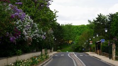 Landscapes nature Trees