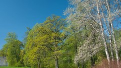 Landscapes nature Trees