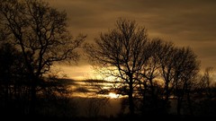 Landscapes nature Trees