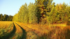 Landscapes nature Trees