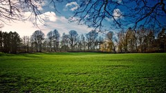 Landscapes nature Trees