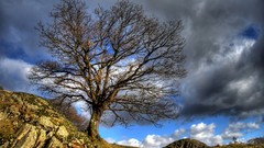 Landscapes nature Trees