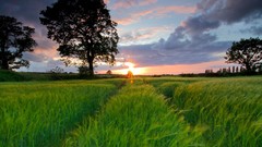 Landscapes nature Trees