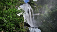 Landscapes nature Trees