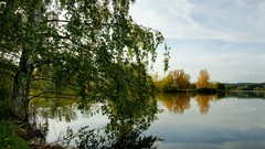 Landscapes nature Trees