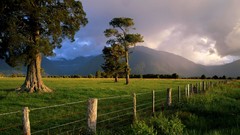 Landscapes nature Trees