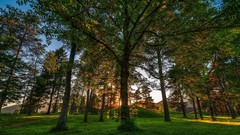 Landscapes nature Trees