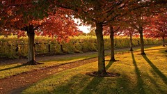 Landscapes nature Trees