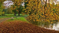 Landscapes nature Trees