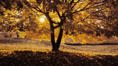 Landscapes nature Trees