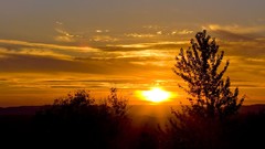 Landscapes nature Trees