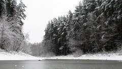 Landscapes nature Trees