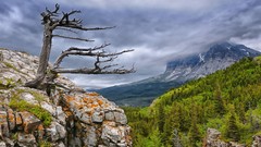 Landscapes nature Trees