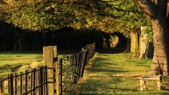 Landscapes nature Trees