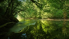 Landscapes nature Trees