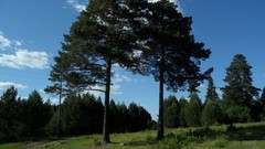 Landscapes nature Trees