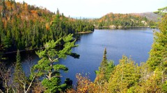 Landscapes nature Trees