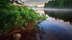 Landscapes nature Trees
