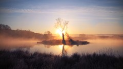 Landscapes nature Trees