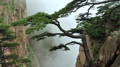 Landscapes nature Trees